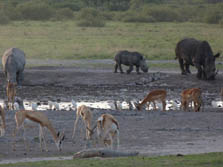 Botswana, Sdliches Afrika, Kalahari: Tierwelt Botswanas