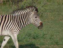 Botswana, Sdliches Afrika, Kalahari: Zebras